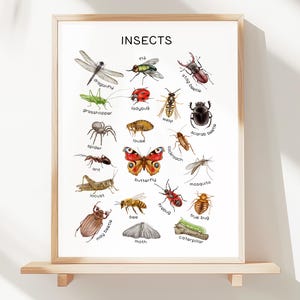 Póster de insectos, arte mural educativo para el aula, sin IA (descarga digital)