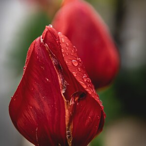Cartes printanières Tulipes rouges