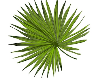 Tropical Leaf Print/Tropical Leaves/ Green Leaf Print/Tropical theme decor/Green Leaves/Tropical Leaf Art/ Tropical Leaf Wall Art