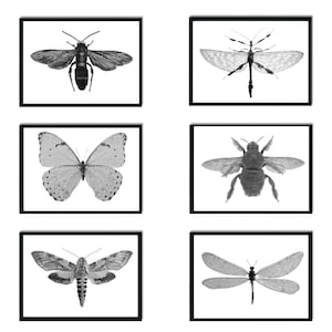 Set of 6 insect illustration Print, black and white, Wall Art, Printable Download, Bug print, hand drawn bugs, monochrome, insect poster.