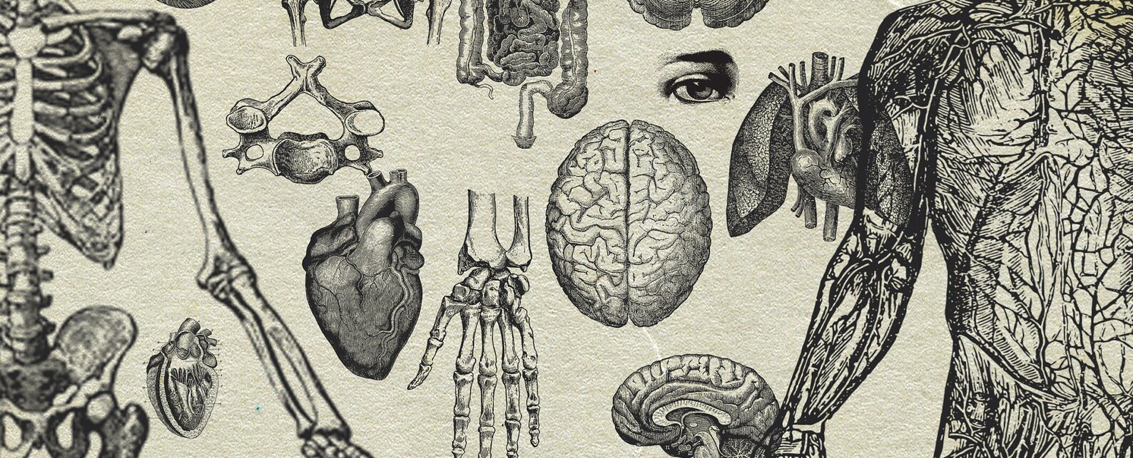 20 Anatomy Overlays Instant Download, Printable, Digital Collage ...