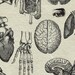 20 Anatomy Overlays Instant Download, Printable, Digital Collage ...
