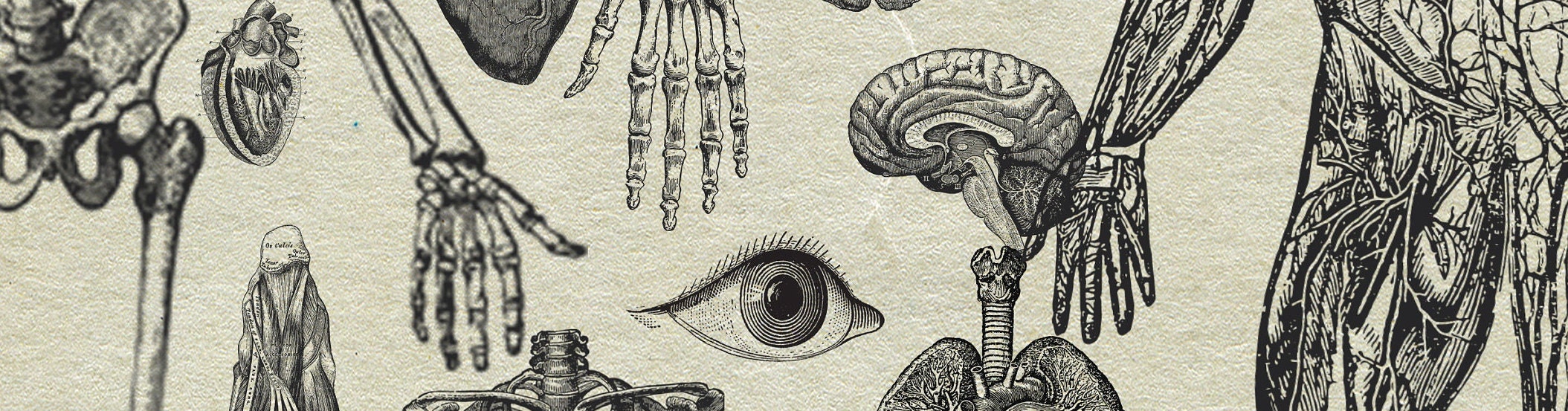 20 Anatomy Overlays Instant Download, Printable, Digital Collage ...