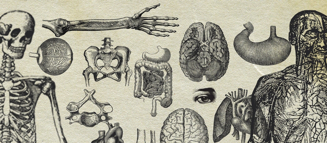 20 Anatomy Overlays Instant Download, Printable, Digital Collage ...