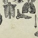 20 Anatomy Overlays Instant Download, Printable, Digital Collage ...