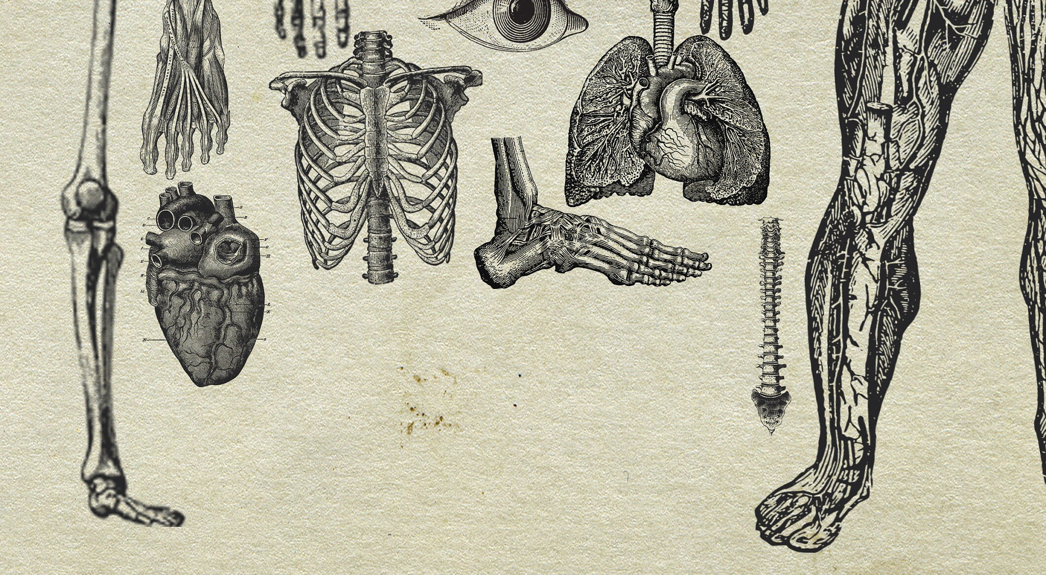 20 Anatomy Overlays Instant Download, Printable, Digital Collage ...