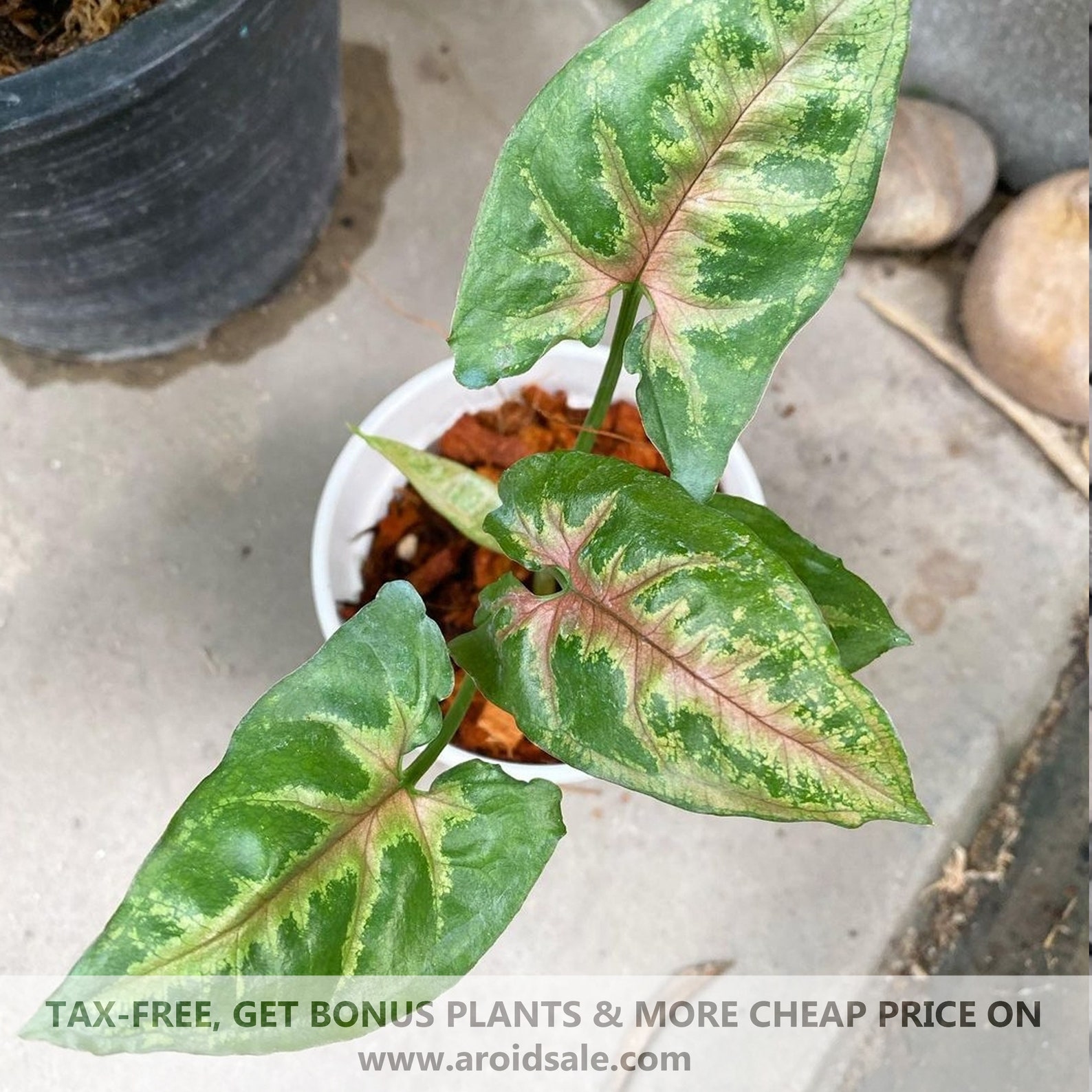 Syngonium Christmas Get Cheap for Bulk Order Etsy