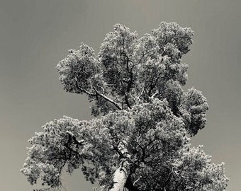 A Big Tree PRINTABLE DIGITAL DOWNLOAD 19th Century - Etsy