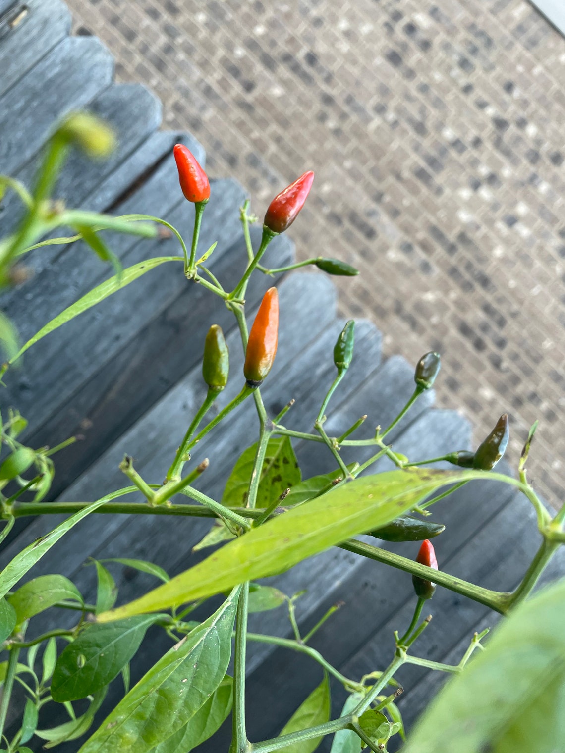 20 Hawaiian Chili Pepper Plant Seeds. Harvested 1/22/21 Etsy