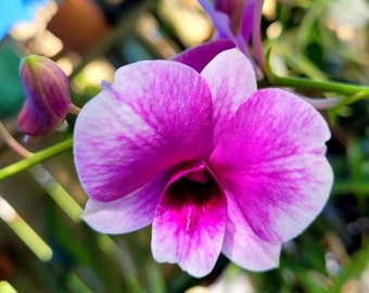 Dendrobium Pink Sparkle, BLOOMING SIZE ORCHID, Bare Root Orchid, pretty pink and white blooms!