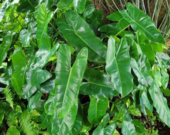 Philodendron BURLE MARX, Fresh CUTTINGS, 1-3 Nodes, very hearty grower!