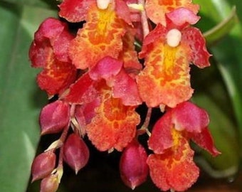 Hwra. Lava Burst 'Puananii", BLOOMING SIZE Miniature Orchid, Bare Root Mini Orchid with Red and Orange Blooms, absolutely gorgeous!