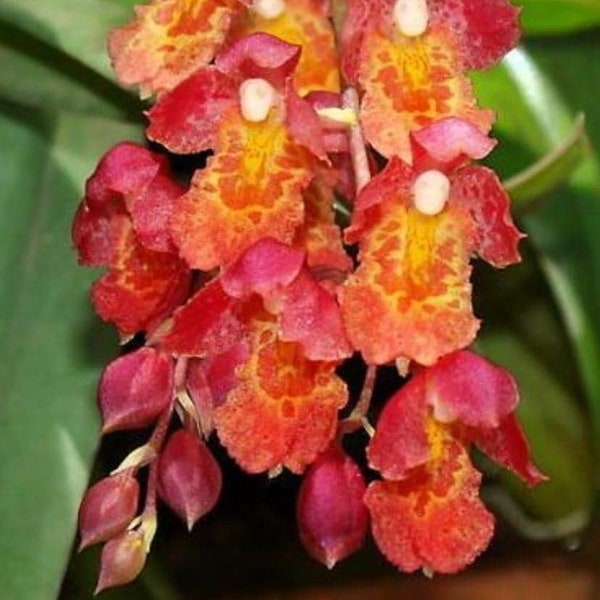 Hwra. Lava Burst 'Puananii", BLOOMING SIZE Miniature Orchid, Bare Root Mini Orchid with Red and Orange Blooms, absolutely gorgeous!