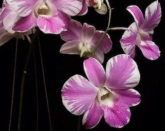 Dendrobium Pink Natasha, BLOOMING SIZE ORCHID, Bare Root Orchid, Pretty in Pink!