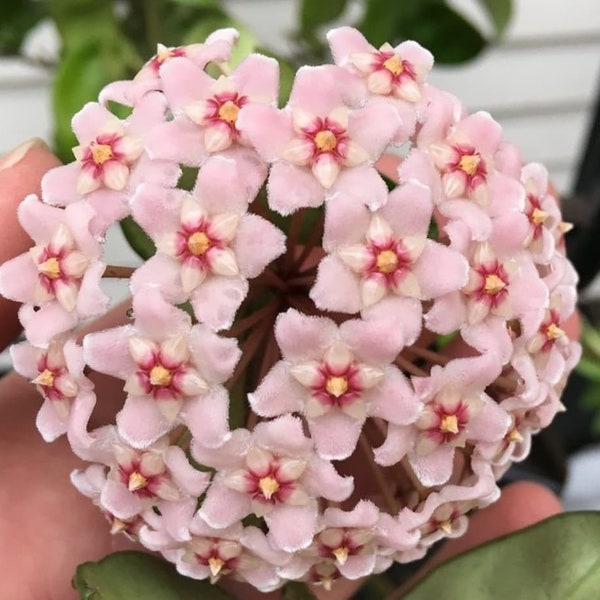 Hoya Compacta FULLY ROOTED CUTTING, 2 inch pot, with Active New Growth!