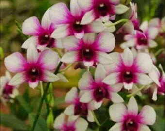 Dendrobium Two Tone Zane, BLOOMING SIZE ORCHID, Bare Root Orchid, pretty pink and white blooms!