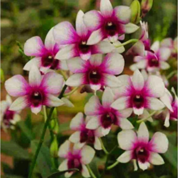 Dendrobium Two Tone Zane, BLOOMING SIZE ORCHID, Bare Root Orchid, pretty pink and white blooms!