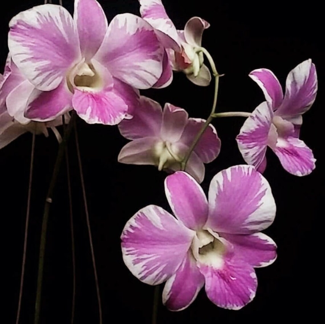 Dendrobium Pink Natasha, BLOOMING SIZE ORCHID, Bare Root Orchid, Pretty ...