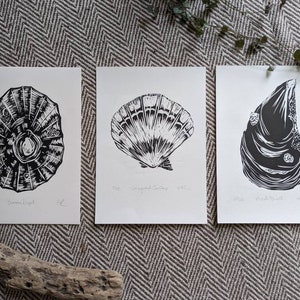 May include: Three black and white prints of different seashells. The prints are on white paper with a black border. The first print is of a scallop shell, the second is of a clam shell, and the third is of a mussel shell. The prints are titled "Scallop Setting", "Clam Light", and "Mussel Mouth".