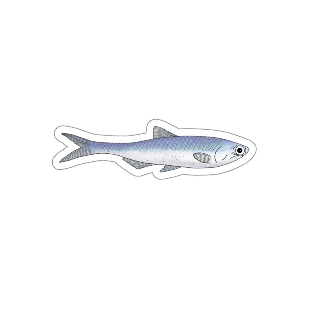 Anchovy Sticker - Weatherproof - Etsy