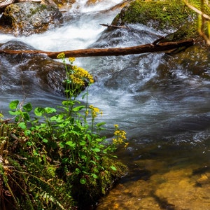 Anna Ruby Falls Grußkarte IMG_4580