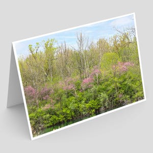 Puede incluir: Un exuberante bosque verde con un pequeño estanque en primer plano. Los árboles están en plena floración con flores rosas. La escena es pacífica y serena.