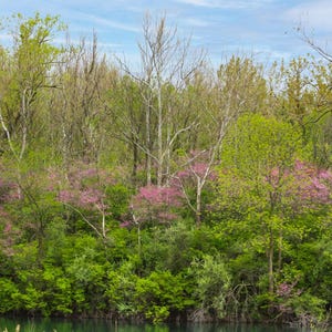 May include: A lush green forest with a pond in the foreground. The trees are in full bloom with pink flowers. The pond is surrounded by green foliage.