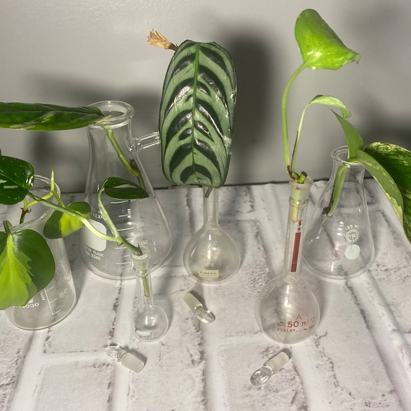 Vintage Laboratory Glass Repurposed Propogation Tubes with Mystery Plant Cutting