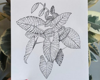 Plantas de la tienda / Impresión del dibujo a pluma