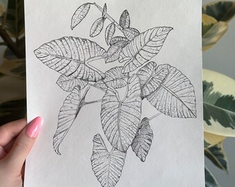 Dibujo original de la planta de la pluma