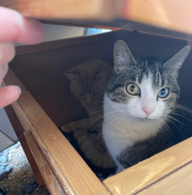 May include: Two cats, one with white fur and black and grey markings, and one with orange fur, are hiding in a wooden box. The cat with white fur has one blue eye and one green eye.