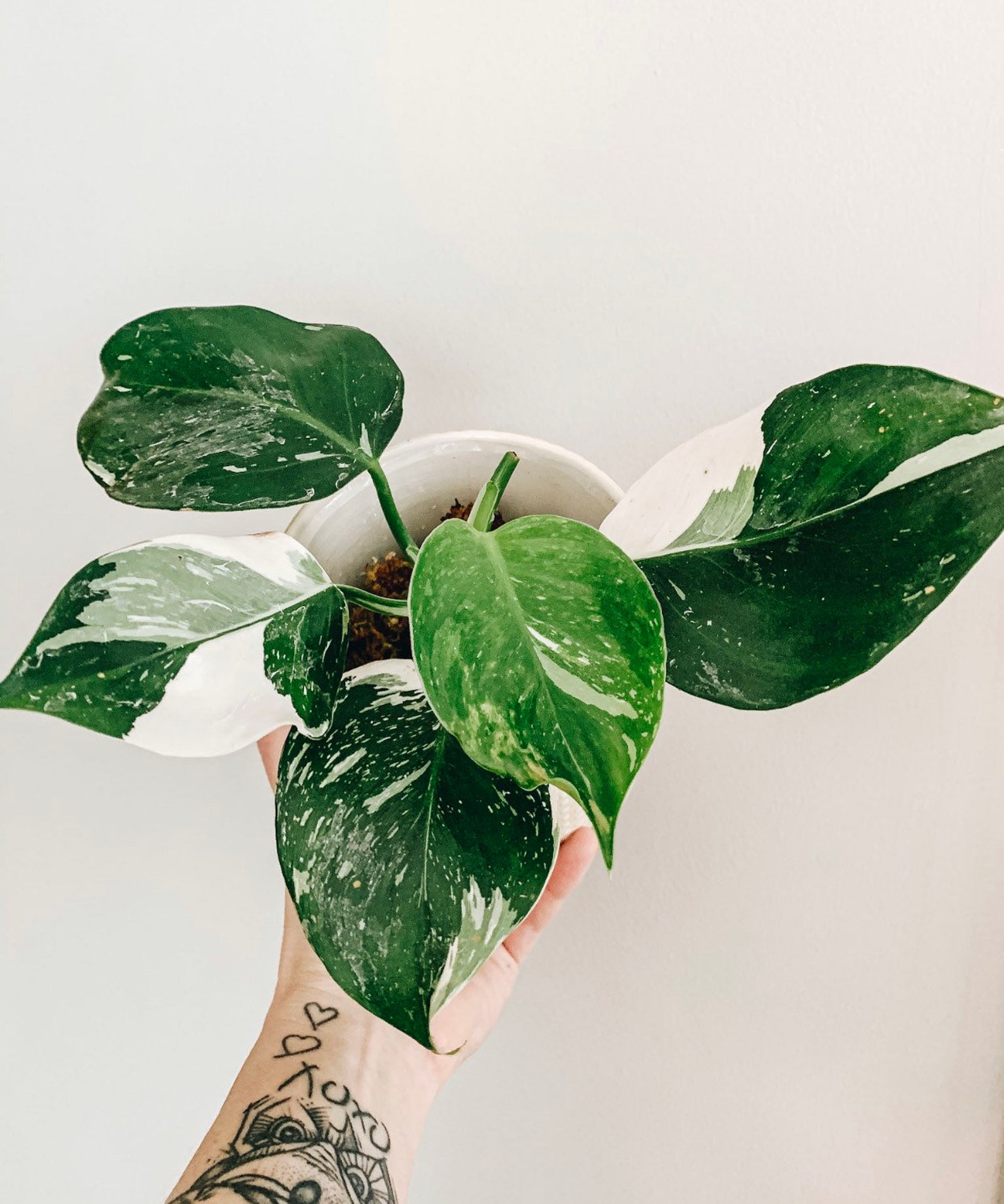 White Wizard Philodendron Rare House Plant Plant Etsy