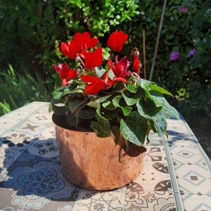 Peut inclure: Un pot en cuivre contenant un cyclamen aux fleurs rouge vif et au feuillage vert. Le pot est posé sur une table carrelée à motifs, avec en arrière-plan un feuillage vert et un jardin ensoleillé.