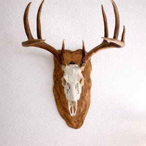 May include: A deer skull mount with large antlers. The skull is white, mounted on a wooden plaque with a natural wood grain finish. The antlers are a dark brown color, and the mount is displayed against a white wall.