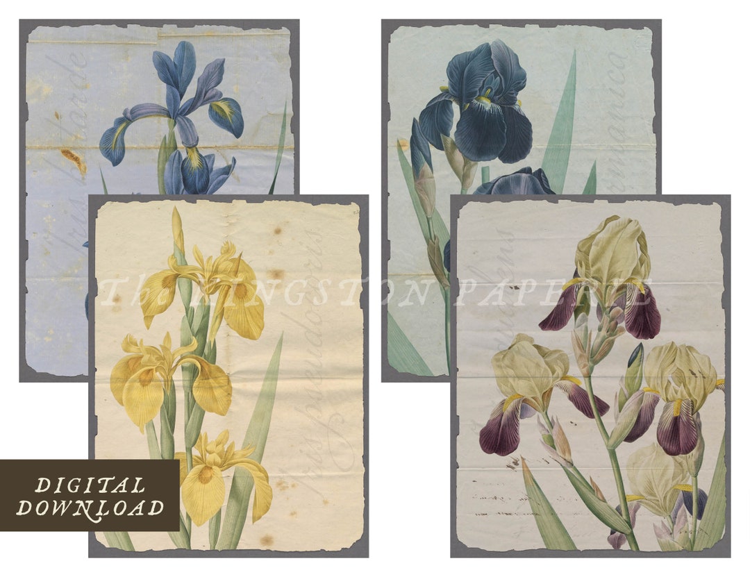Irresistible Irises Printable Digital Download for Journals Greeting