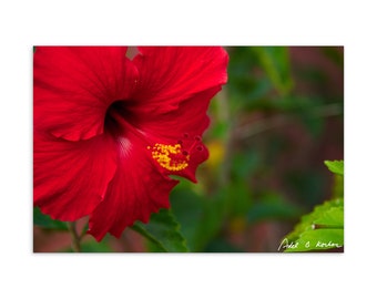 Standard Postcard Red Hibiscus (Award winning image!)