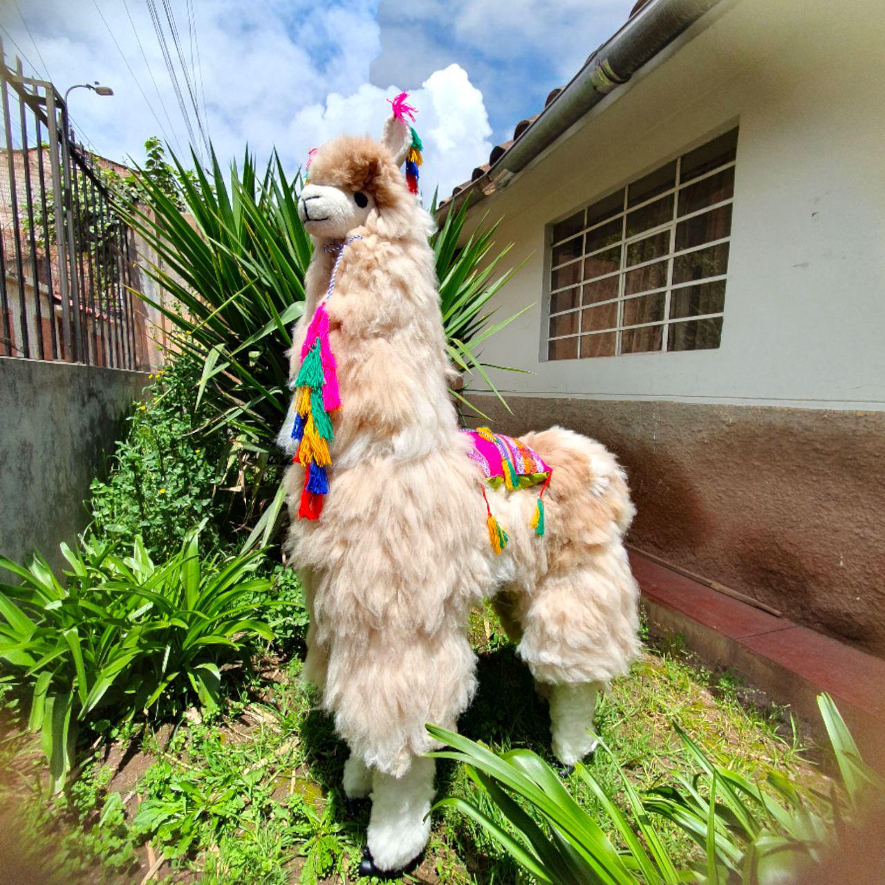 Llama Alpaca