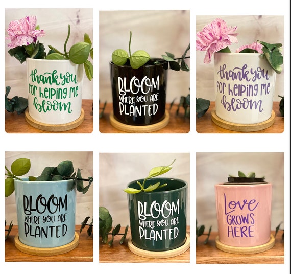 aquatic plants in pots Potted Aquarium Plant Pack for Instant Greenery
