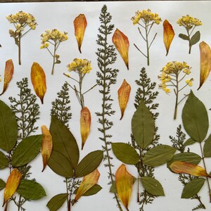 Edible pressed dried flowers, craft flowers, card making, cake and cookies decorating, flowers for scrapbooking