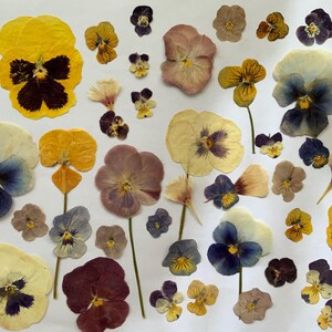 Edible pressed dried flowers, A4 size, craft flowers, card making, cake and cookies decorating, flowers for scrapbooking