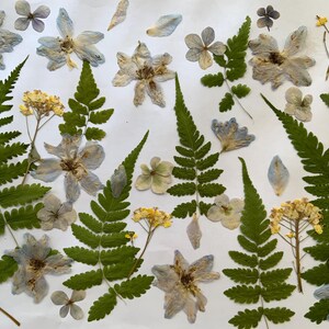 Pressed dried flowers, craft flowers, card making , flowers for scrapbooking, 3D picture making