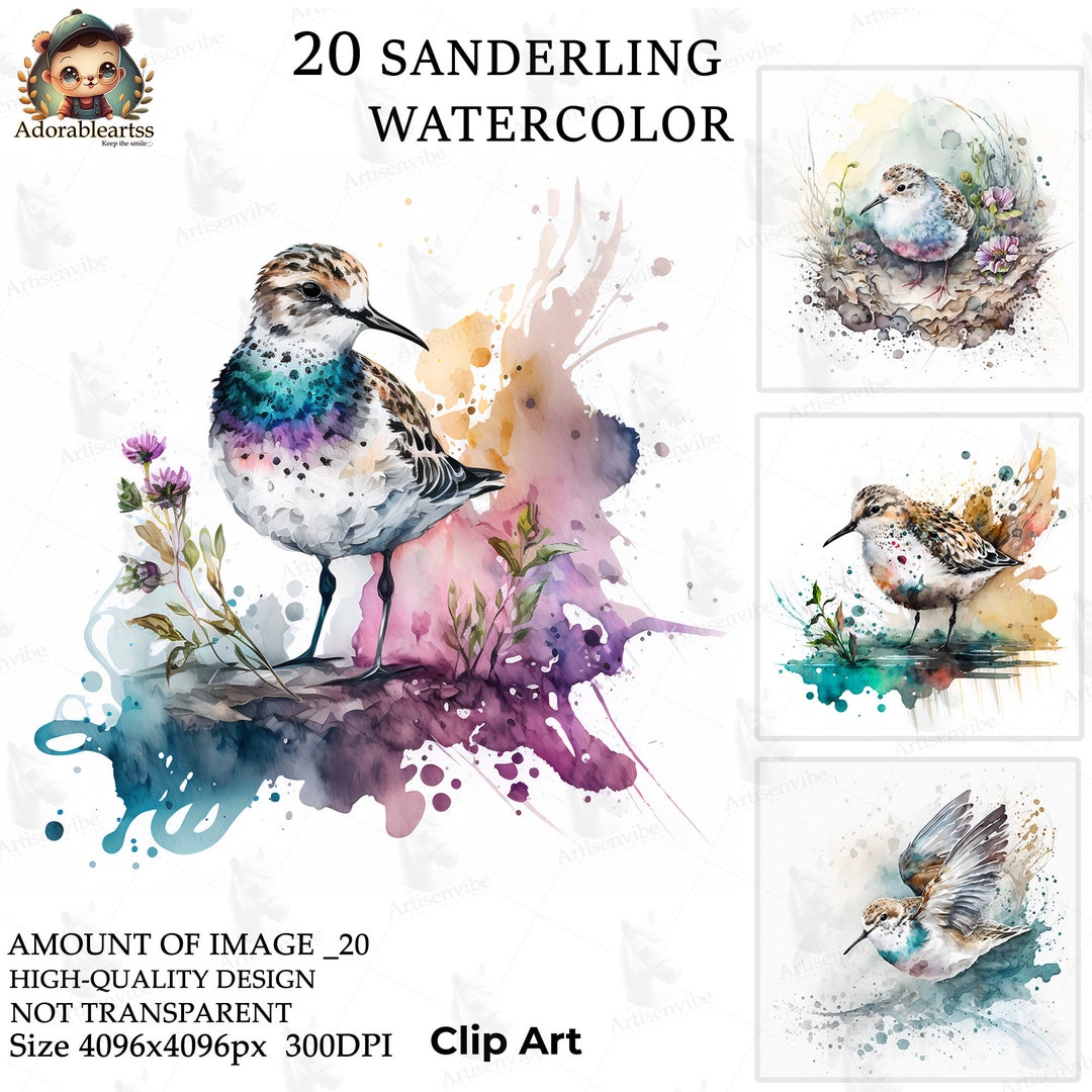 Sanderling Bird Watercolor Clipart Nursery Book At Paper Etsy