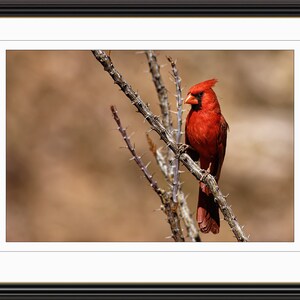 American Cardinal Bird - Wildlife Giclée Fine Art Print Wall Poster, Gift for Home, Anniversary Gift, Birthday Gift, House Warming