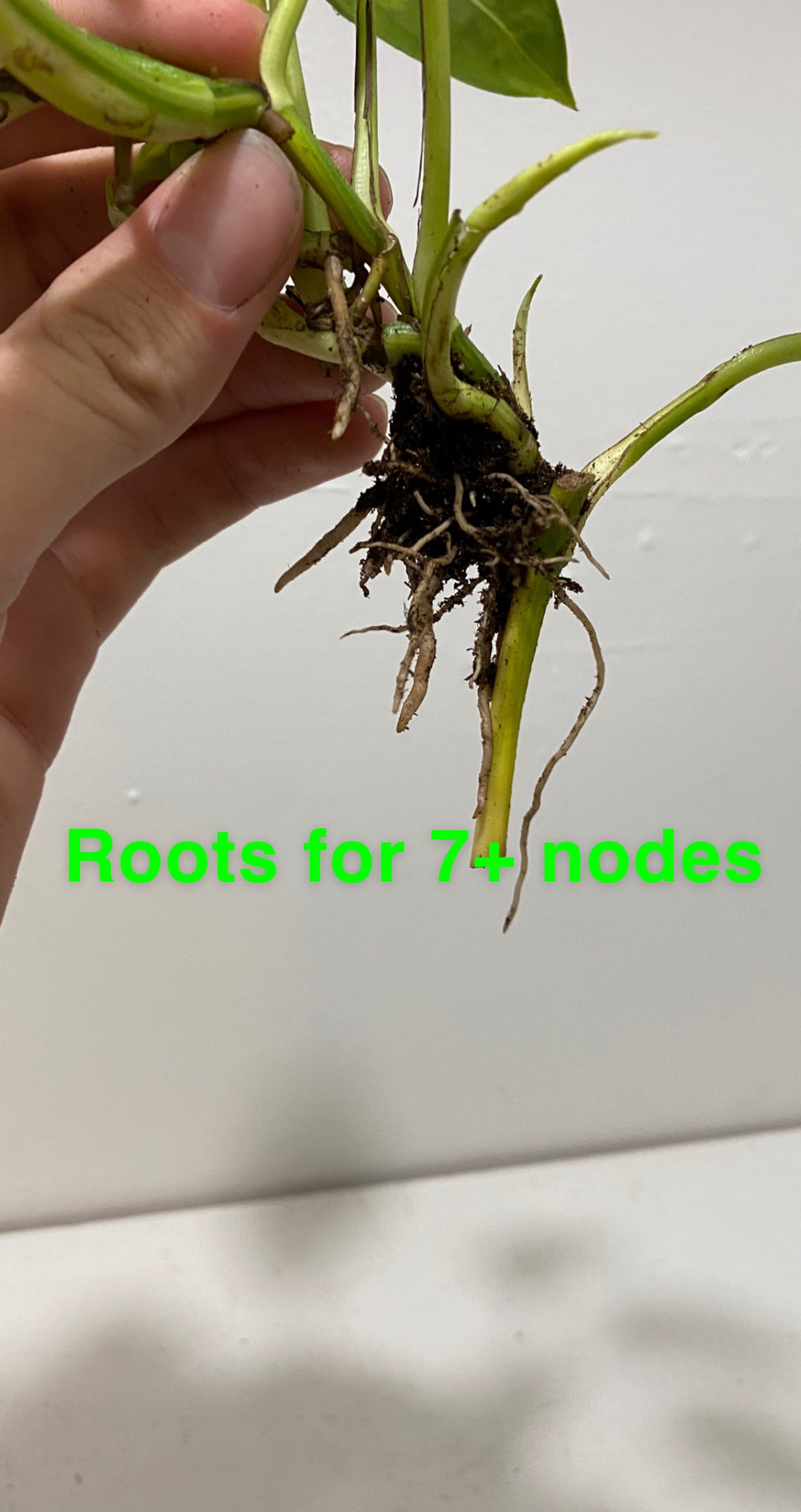 Global Green Pothos / Epipremnum Aureum Hard to find Rooted Etsy