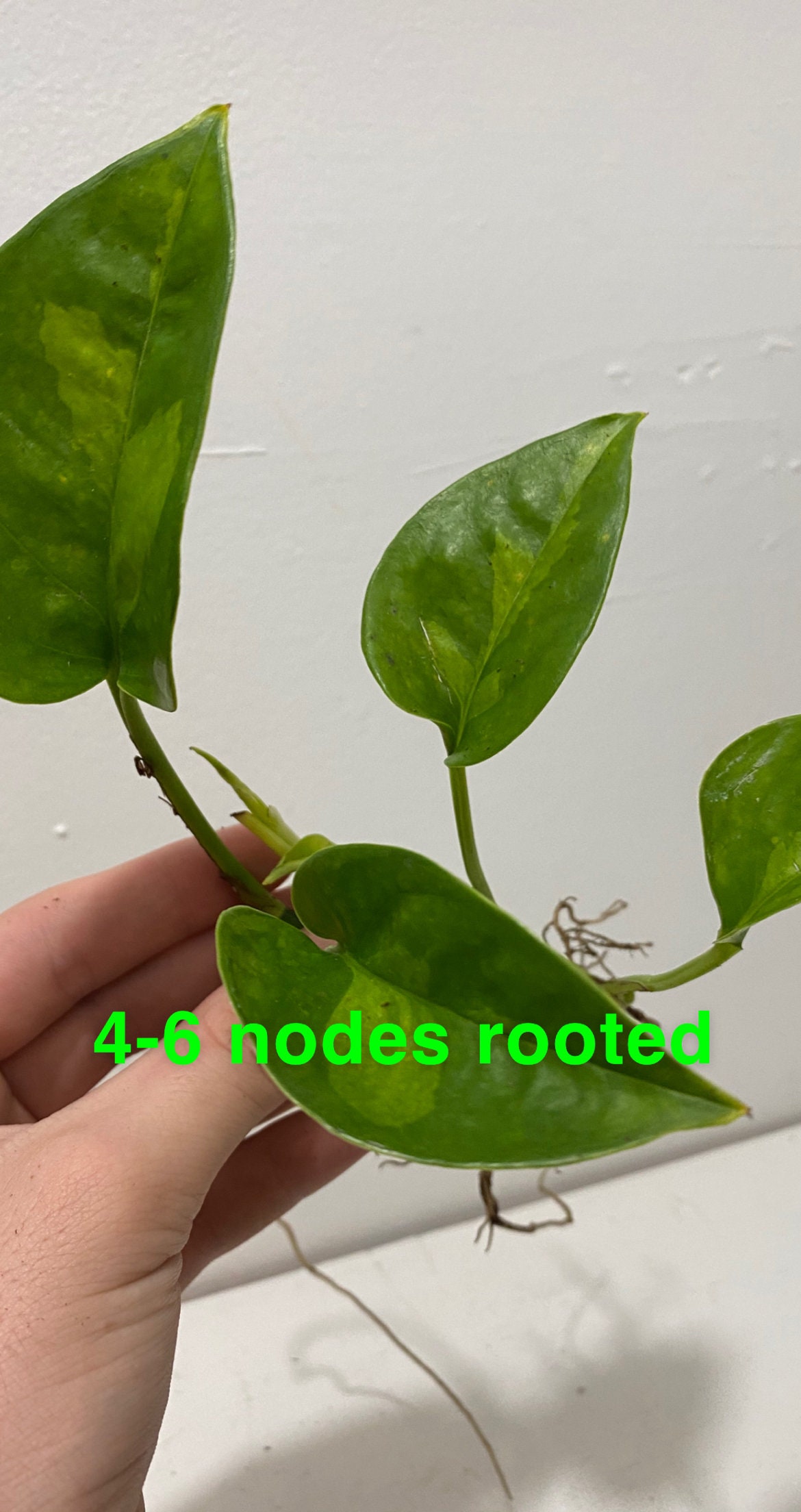Global Green Pothos / Epipremnum Aureum Hard to find Rooted Etsy