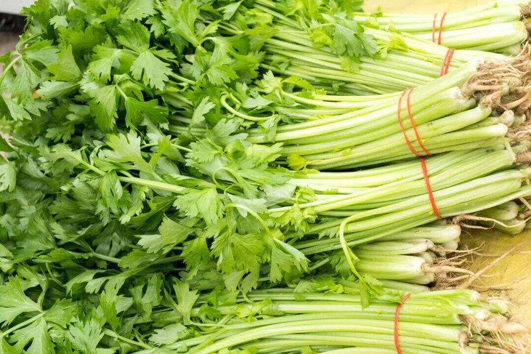 1000 Celery seeds Fruit Seeds Seeds for planting Heirloom Etsy