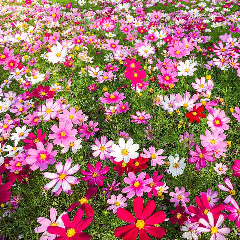Daisy Flower Seeds 1000 Mixed colors Common Daisy Seeds Etsy