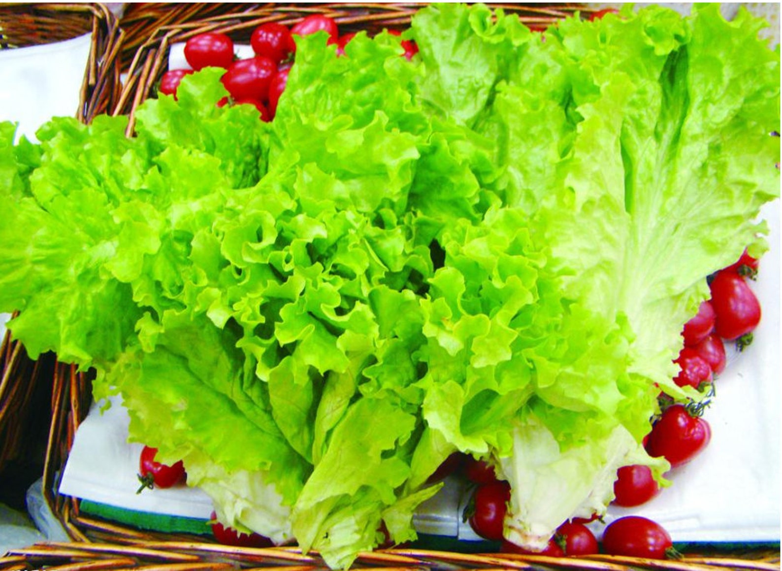 1000 lettuce seeds Fruit Seeds Seeds for planting Heirloom Etsy