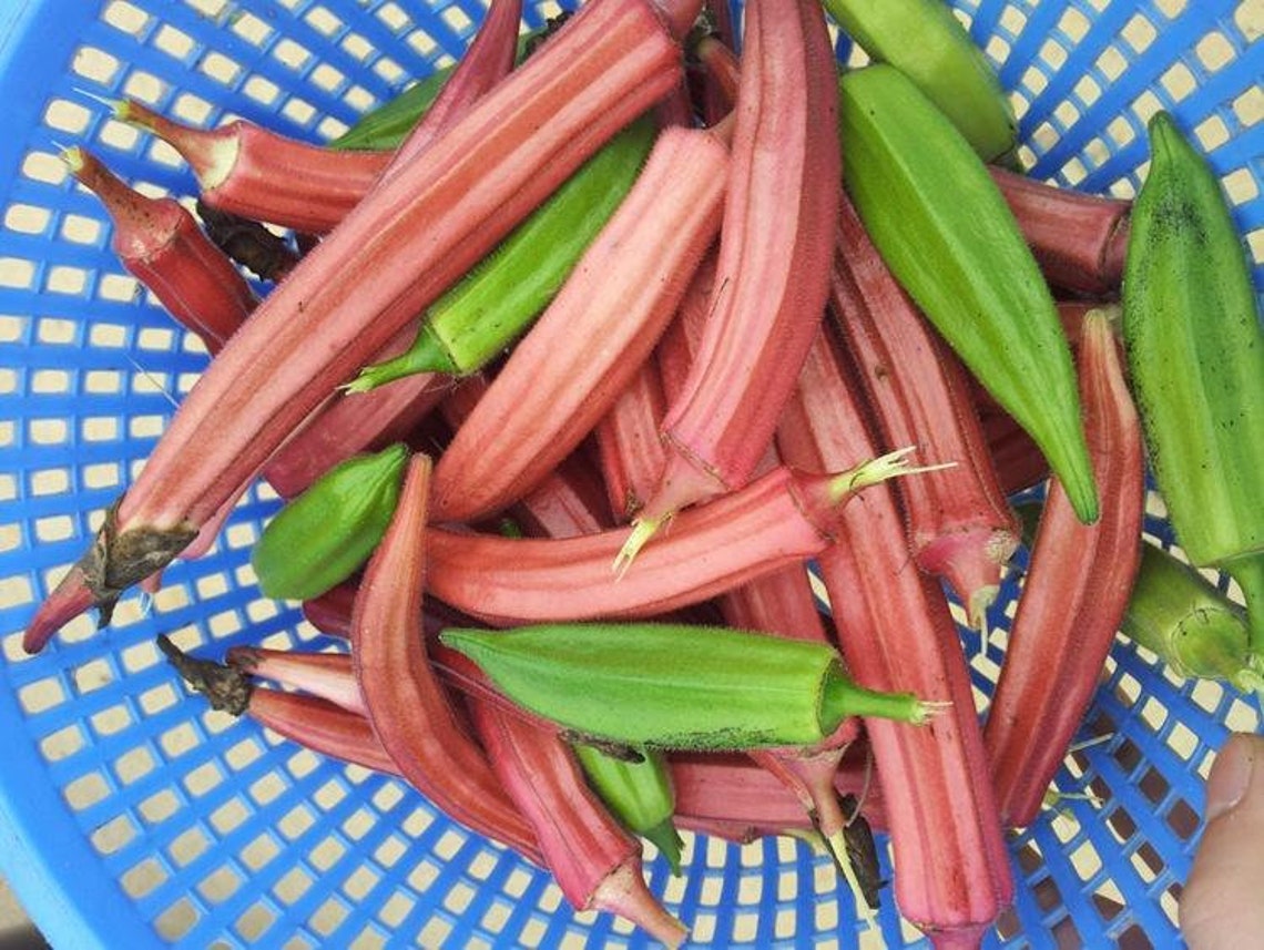 50 Red Okraseeds Fruit Seeds Burgundy Okra Seeds Heirloom Etsy