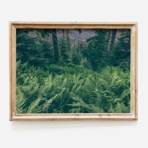 Fern Wall Art, Digital Poster, Wild Nature Forest Photo, Forest Landscape, Green Poster Wall Decor, Digital Download, Poster Living Room
